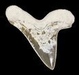 Cretaceous Cretoxyrhina Shark Tooth - Kansas #31642-1